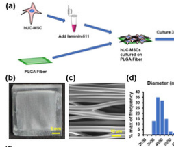 Tissue sheets improve diabetic wound healing!